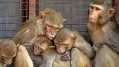 Photo of बुलंदशहर में बंदरों की संदेहास्पद परिस्थितियों में मौत