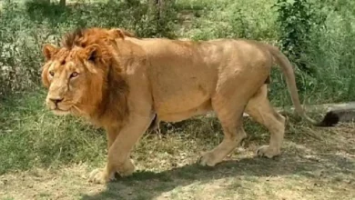 Photo of इटावा सफारी पार्क में शेर बाहुबली और केसरी की बिगड़ी हालत