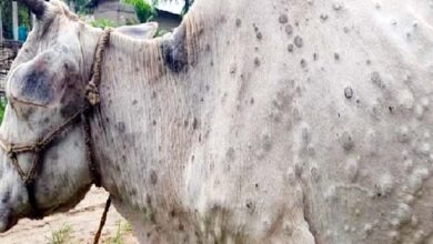 Photo of लंपी बीमारी की रोकथाम के लिए प्रतिबंधात्मक आदेश