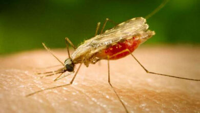Photo of बारिश से हुए जलभराव के कारण डेंगू ‌और मलेरिया का प्रकोप