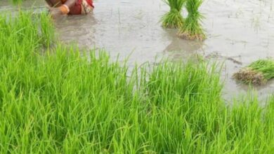 Photo of ललितपुर में हो रही बारिश से मौसम हुआ खुशनुमा, फसलों को हुआ लाभ