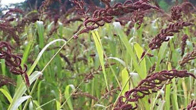 Photo of अब पहाड़ के मिलेट्स कोदा, झंगोरा की बनने लगी मिठाई