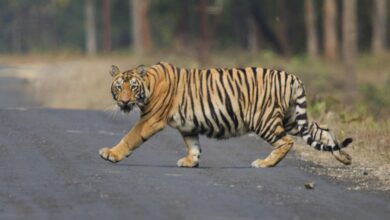 Photo of आदमखोर बाघ ने किया महिला पर हमला, हुई मौत