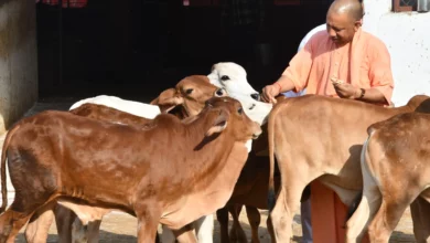 Photo of चुनावी व्यस्तता के बावजूद CM योगी की गोसेवा में कोई कमी नहीं