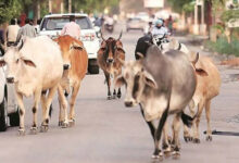 Photo of यूपी के शहरों में अभियान चला कर निराश्रित गोवंश को किया गया सुरक्षित