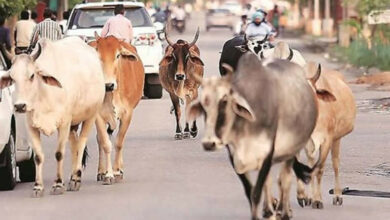 Photo of यूपी के शहरों में अभियान चला कर निराश्रित गोवंश को किया गया सुरक्षित